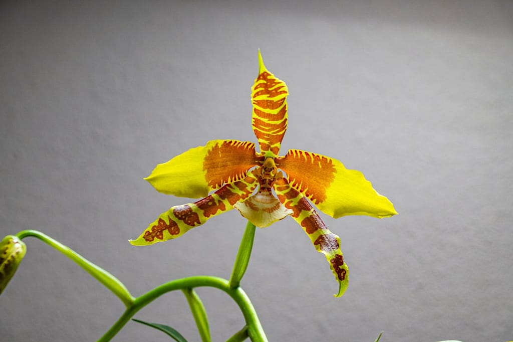 Rossioglossum Rawdon Jester 'Münchner Kindl' 4 Rossioglossum Rawdon Jester 3