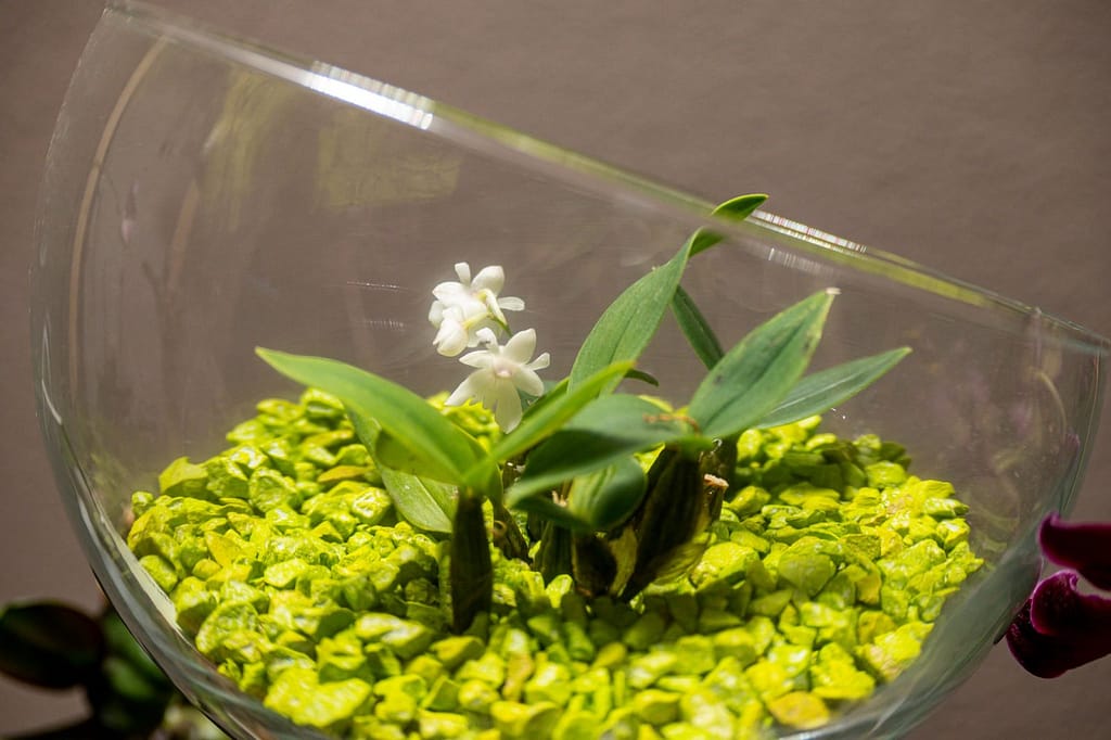 Dendrobium aberrans 6 271296857_316536223699373_8190010365290583073_n