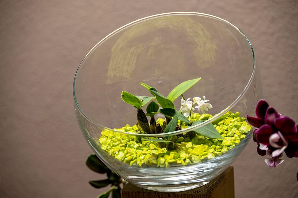 Dendrobium aberrans 9 271385222_316536233699372_4166435953867623832_n