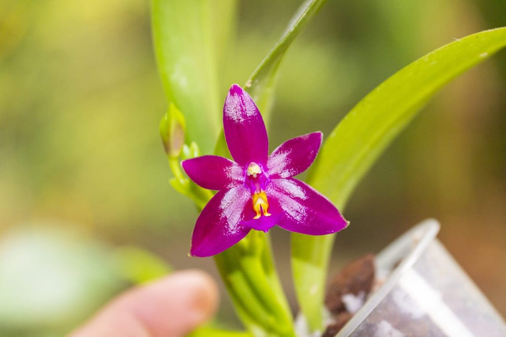 Phalaenopsis Valentinii 2 DSC02441