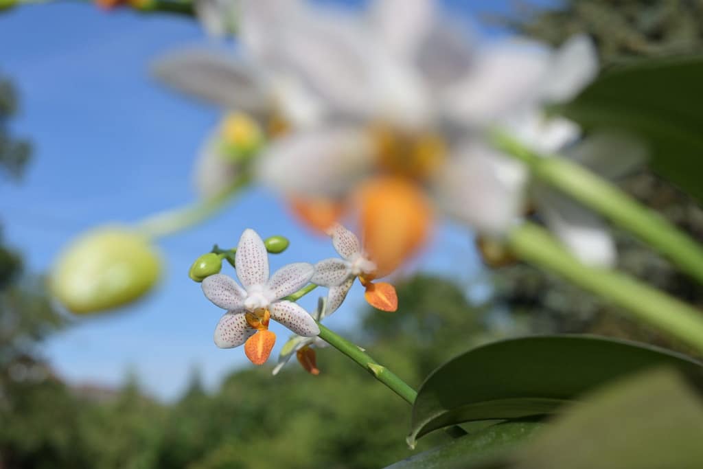 Phalaenopsis Mini Mark 2 BVO_1330