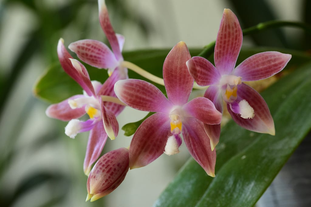 Phalaenopsis speciosa 5 BVO_5045 2