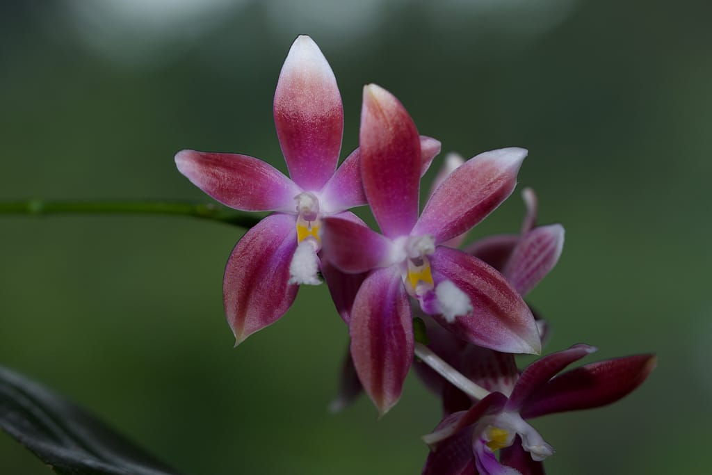 Phalaenopsis speciosa 6 BVO_5070