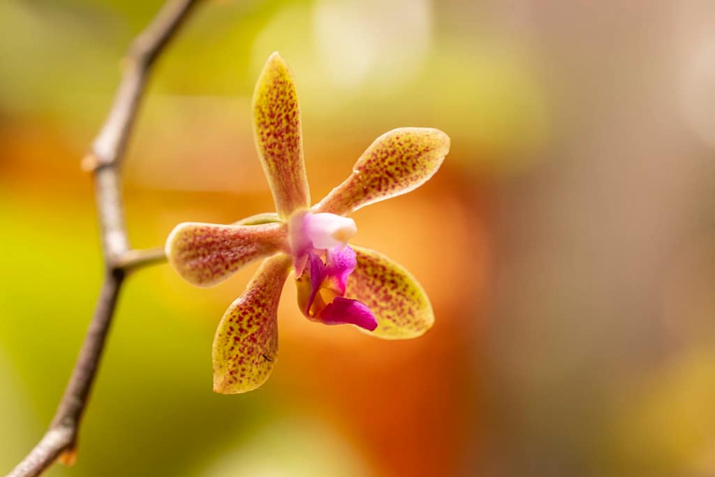 Phalaenopsis Ilse Kestermann 5 Phalaenopsis Ilste kestermann Bluete