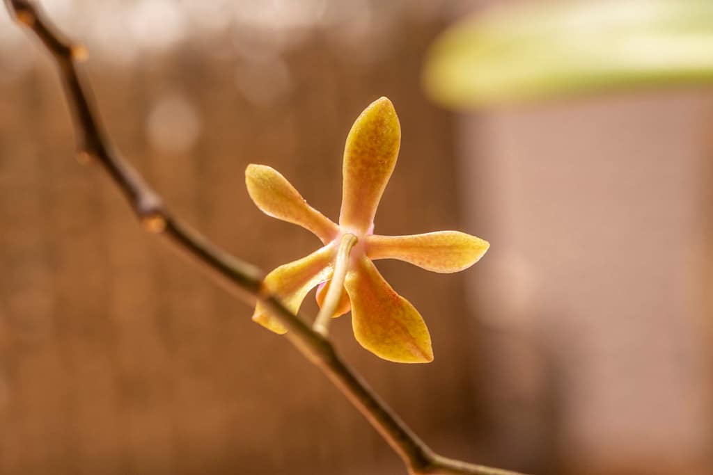 Phalaenopsis Ilse Kestermann 4 Phalaenopsis Ilste kestermann Bluete von hinten