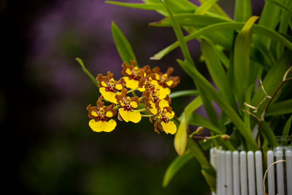 Oncidium Rainer 6 BVO 1927