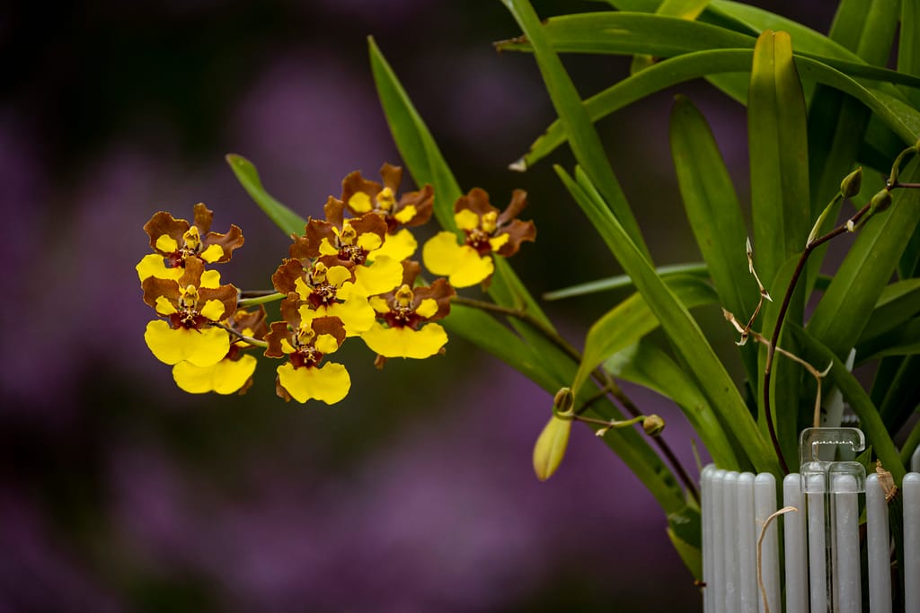 Oncidium Rainer 2 BVO 1929