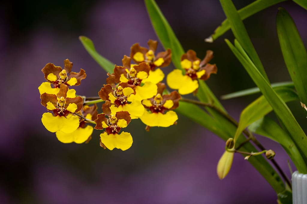 Oncidium Rainer 3 BVO 1930