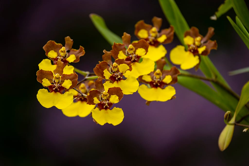 Oncidium Rainer 4 BVO 1932