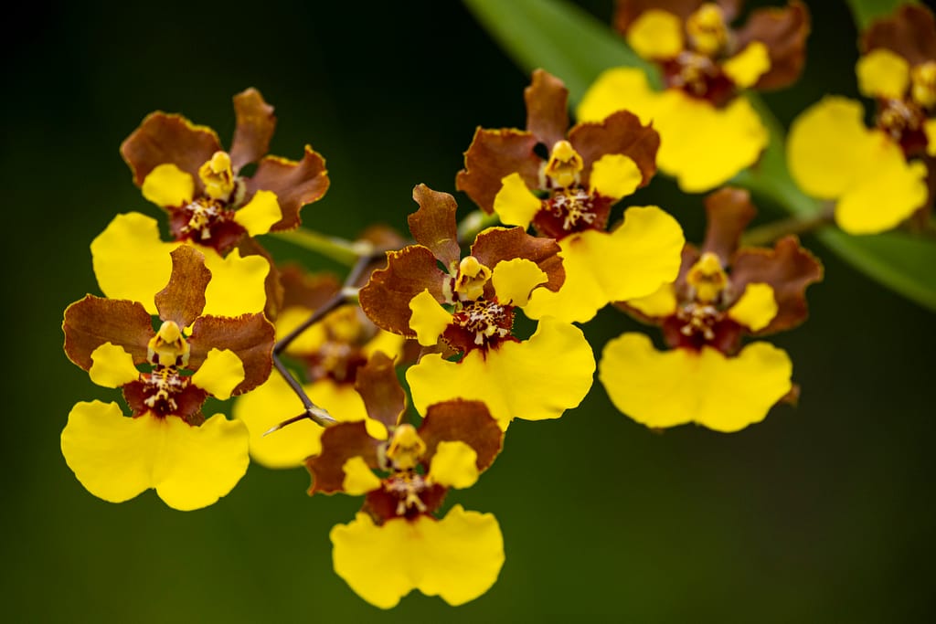 Oncidium Rainer 5 BVO 1940
