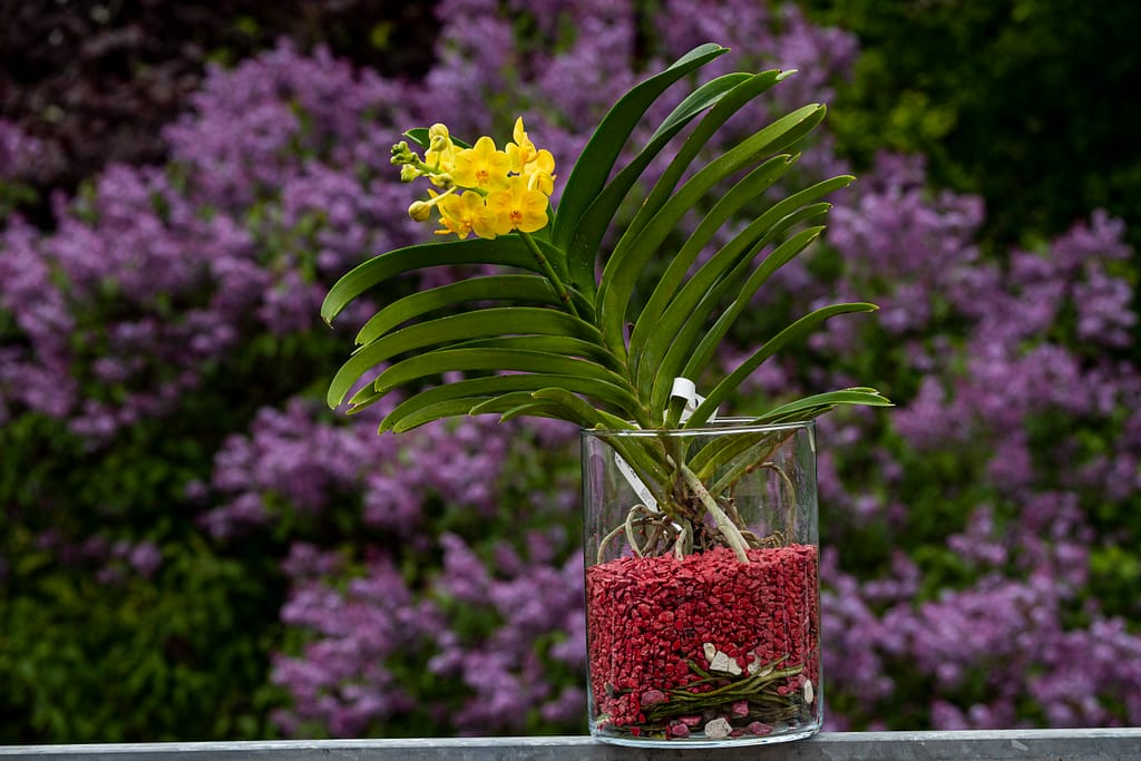 Vanda im Glas mit Colomi 2 BVO 1991