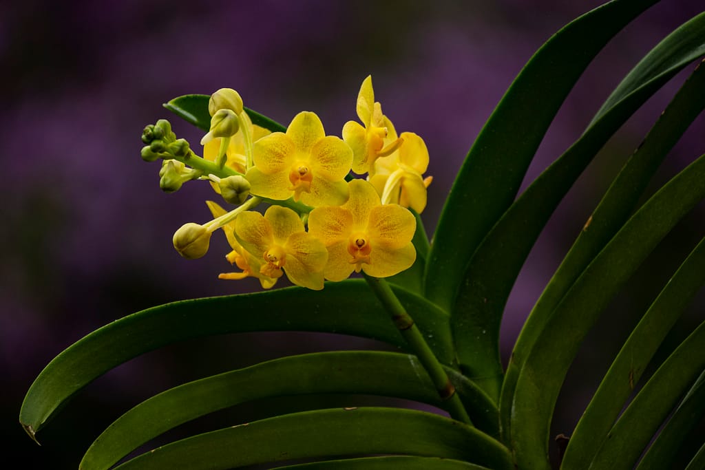 Vanda im Glas mit Colomi 3 BVO 1995