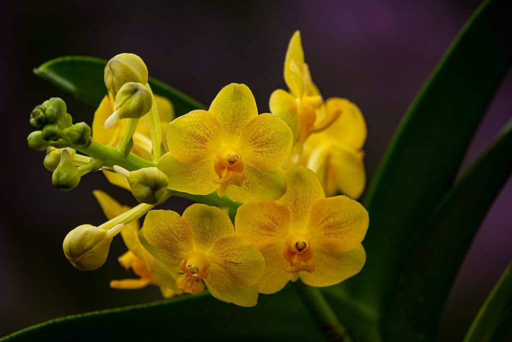 Vanda im Glas mit Colomi 4 BVO 1999