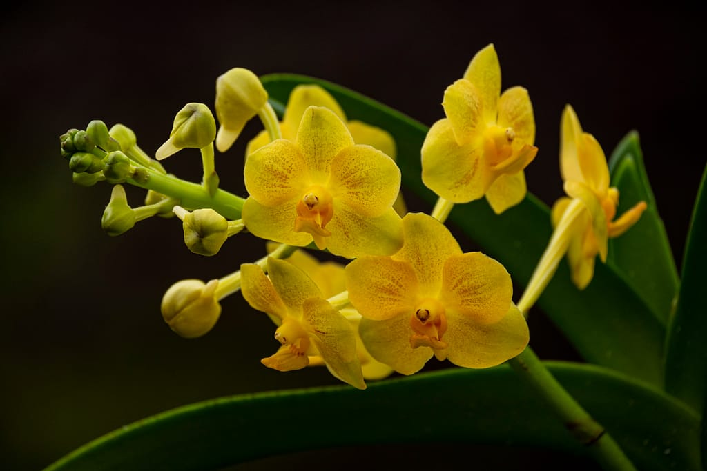 Vanda im Glas mit Colomi 5 BVO 2003