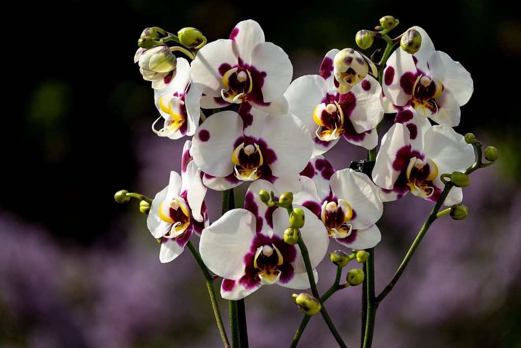 Phalaenopsis Elegant 'Polka Dots' 2 BVO 2752