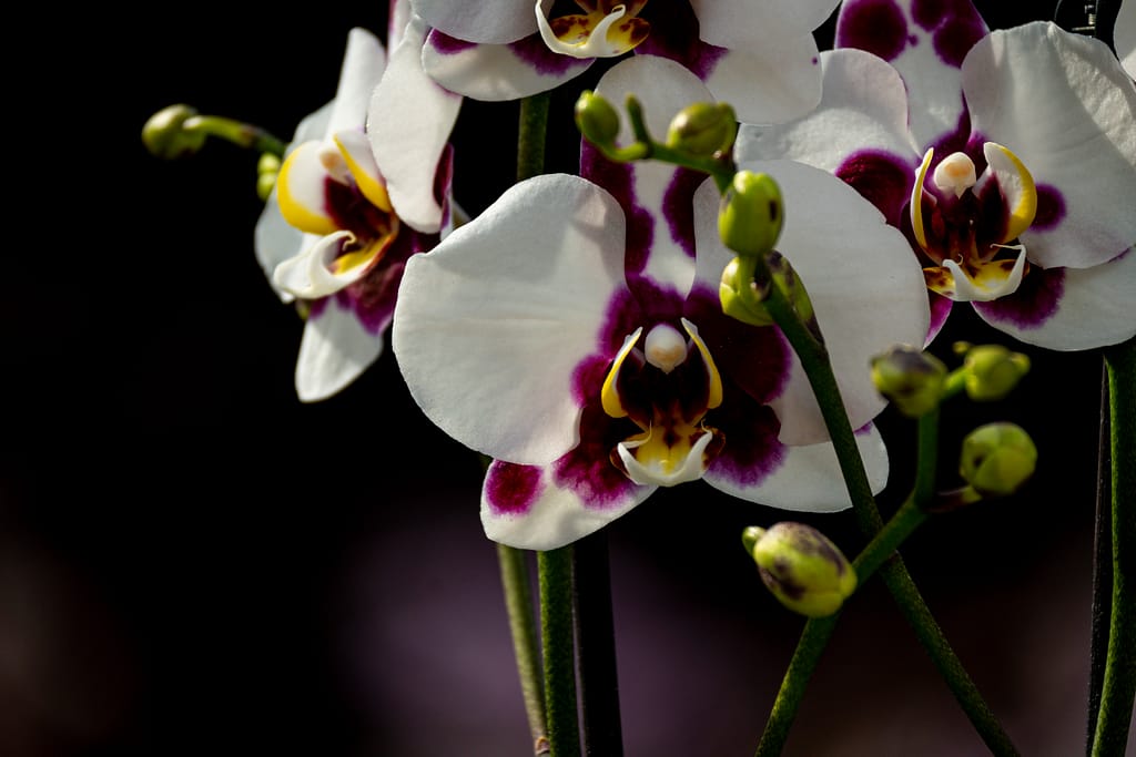 Phalaenopsis Elegant 'Polka Dots' 4 BVO 2763