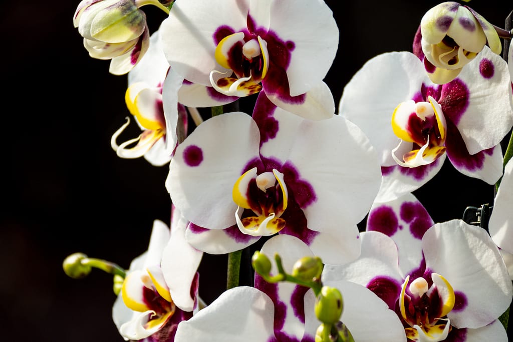 Phalaenopsis Elegant 'Polka Dots' 5 BVO 2765