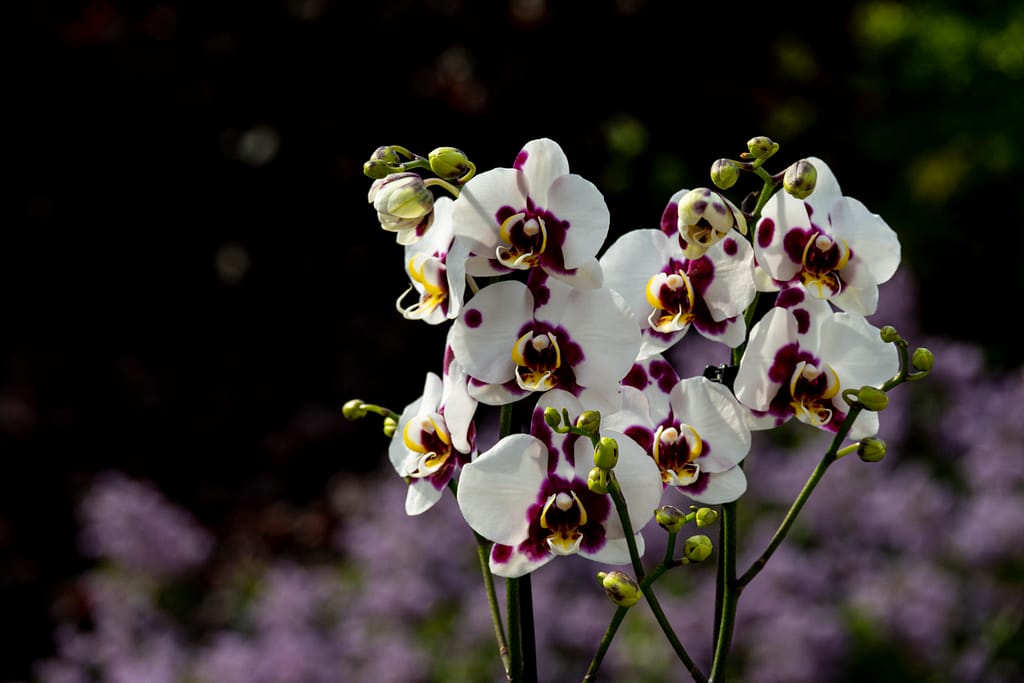 Phalaenopsis Elegant 'Polka Dots' 3 BVO 2767