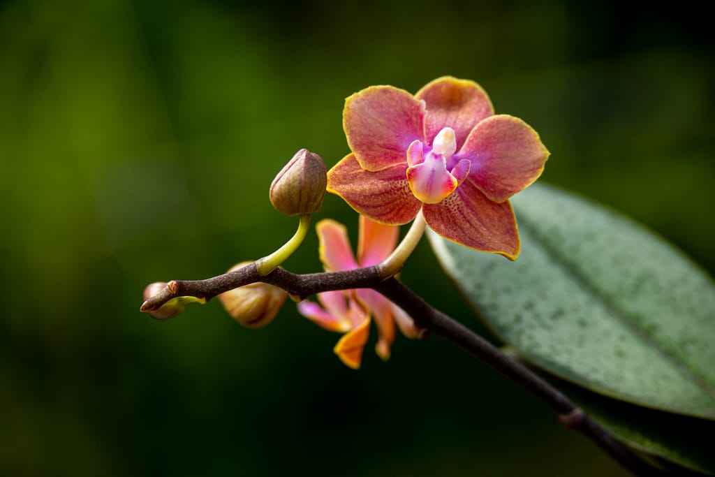 Phalaenopsis Dusty Belle 10 BVO 2769