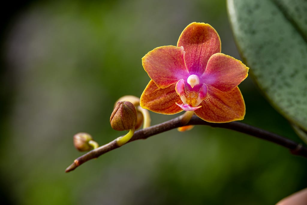 Phalaenopsis Dusty Belle 2 BVO 2775