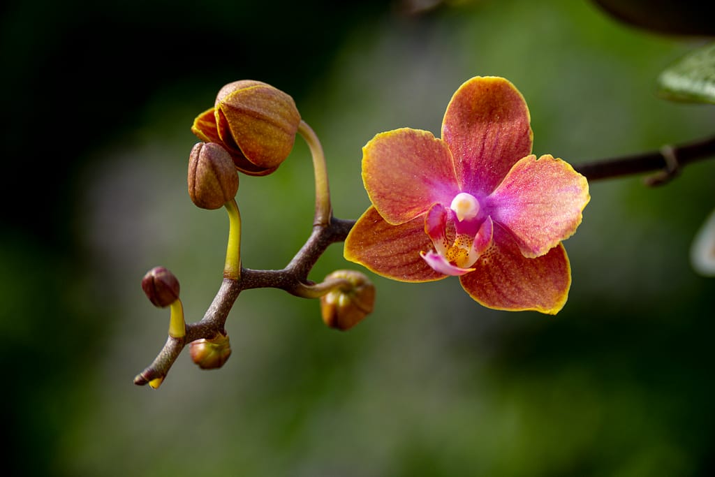Phalaenopsis Dusty Belle 6 BVO 2776