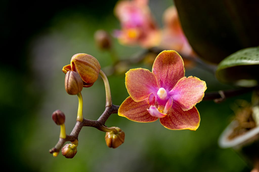 Phalaenopsis Dusty Belle 3 BVO 2779