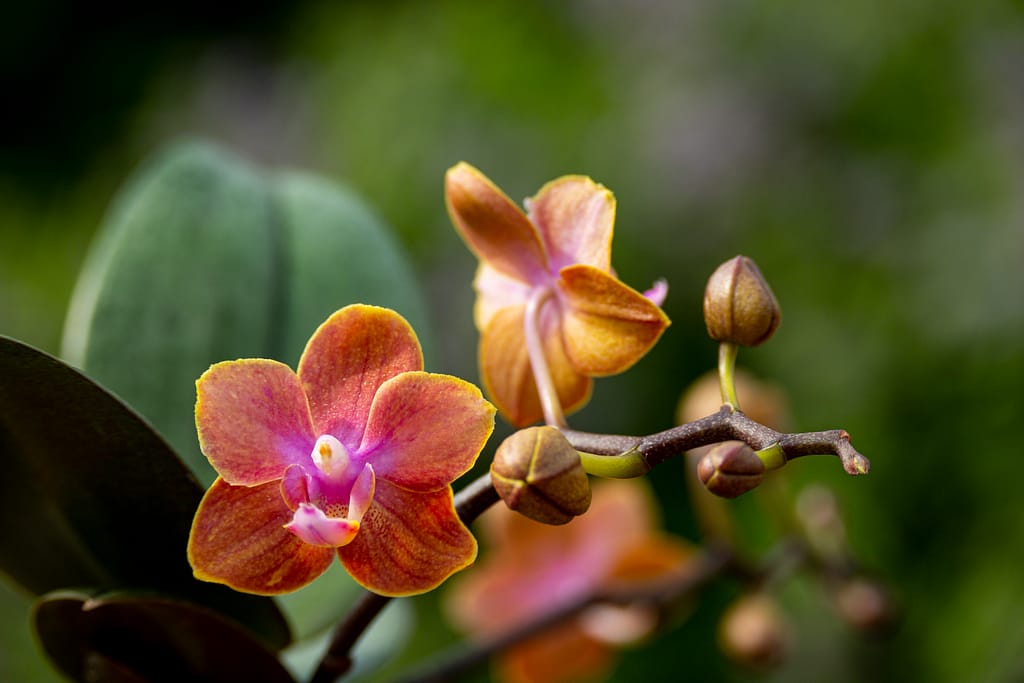 Phalaenopsis Dusty Belle 5 BVO 2781