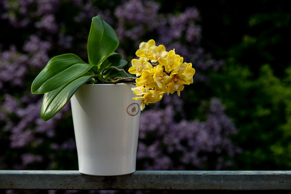 Phalaenopsis (Doritaenopsis) Sogo Banana 13 BVO 2786