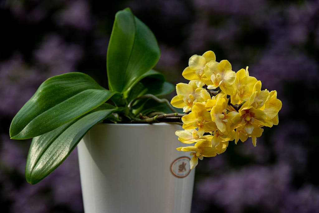 Phalaenopsis (Doritaenopsis) Sogo Banana 12 BVO 2789