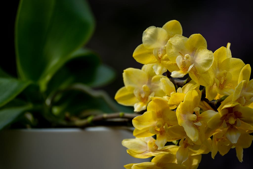Phalaenopsis (Doritaenopsis) Sogo Banana 8 BVO 2790