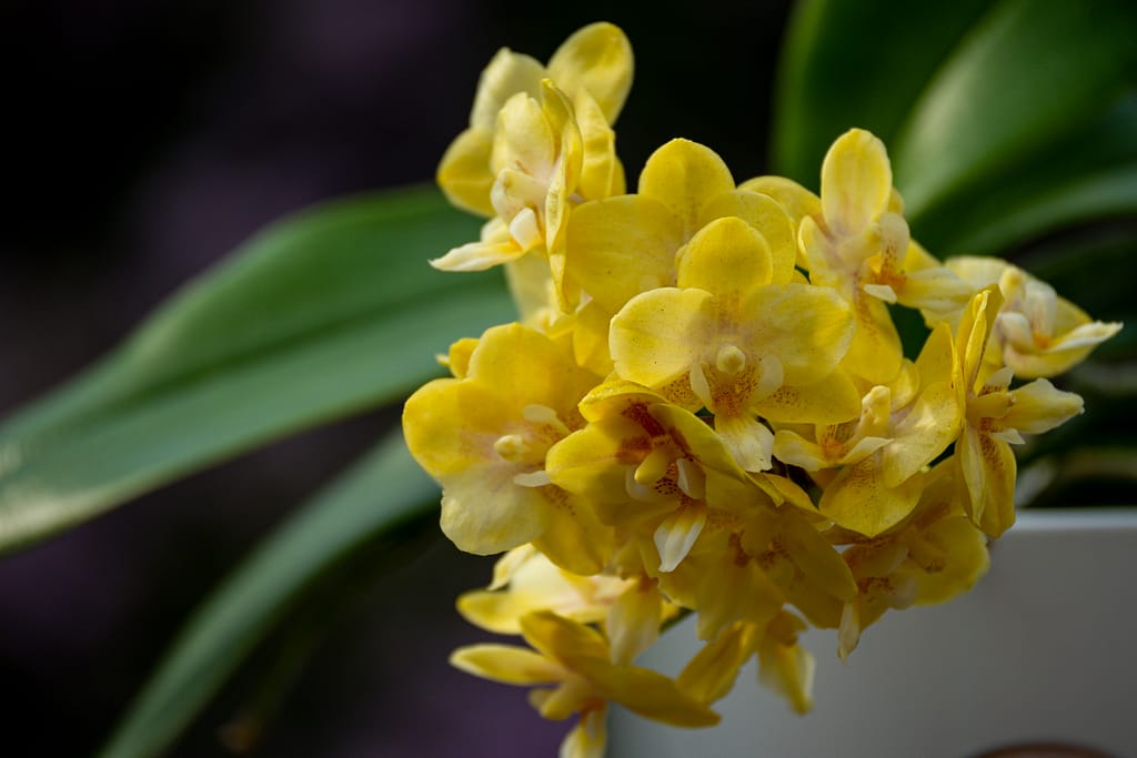 Phalaenopsis (Doritaenopsis) Sogo Banana 9 BVO 2794