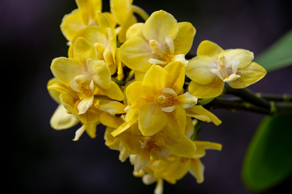Phalaenopsis (Doritaenopsis) Sogo Banana 10 BVO 2798