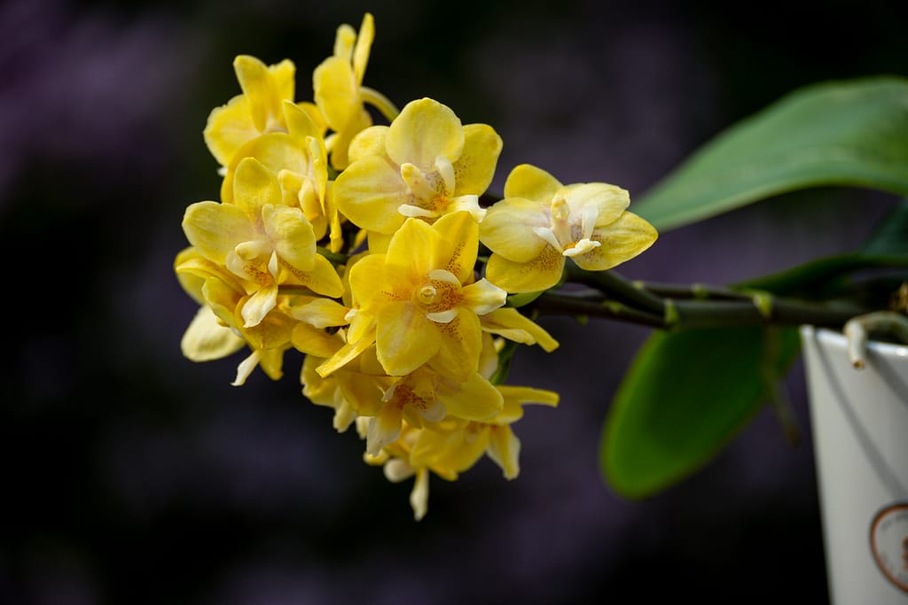 Phalaenopsis (Doritaenopsis) Sogo Banana 11 BVO 2799