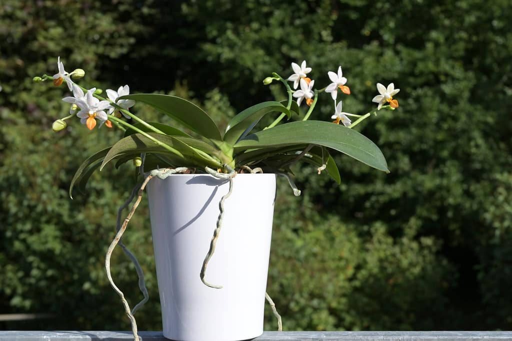 Phalaenopsis Mini Mark 6 BVO_1319