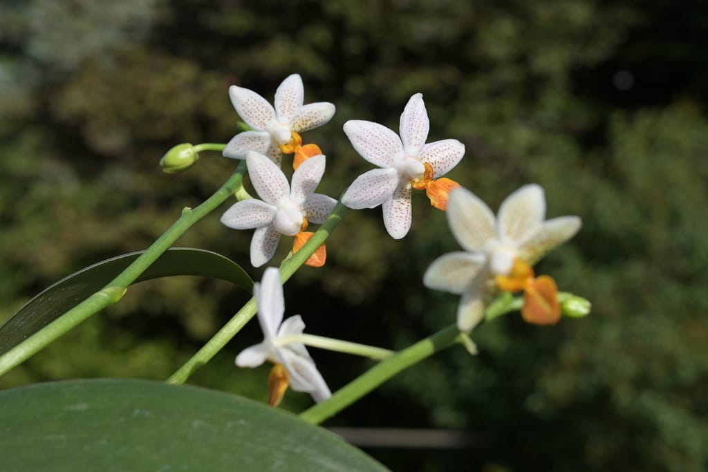 Phalaenopsis Mini Mark 5 BVO_1323