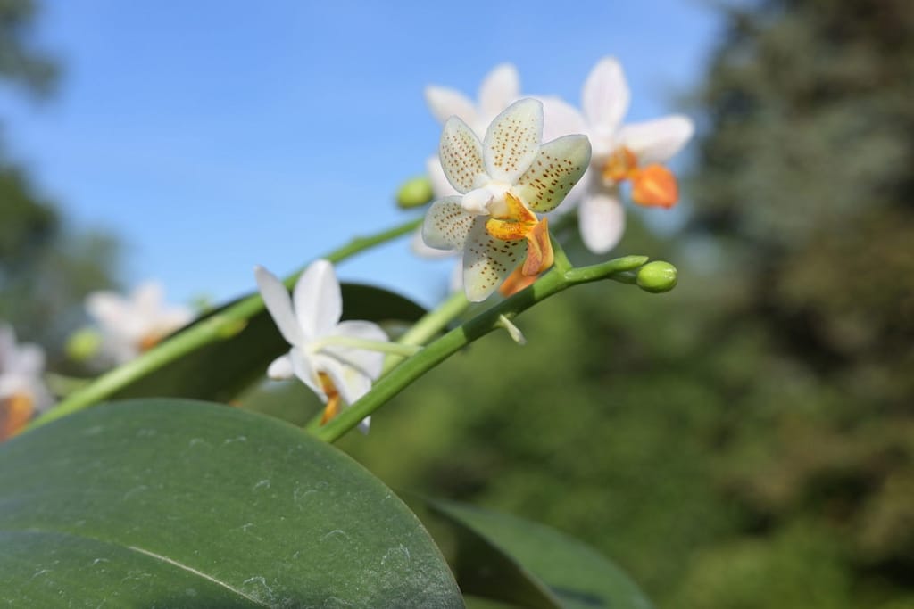 Phalaenopsis Mini Mark 4 BVO_1328