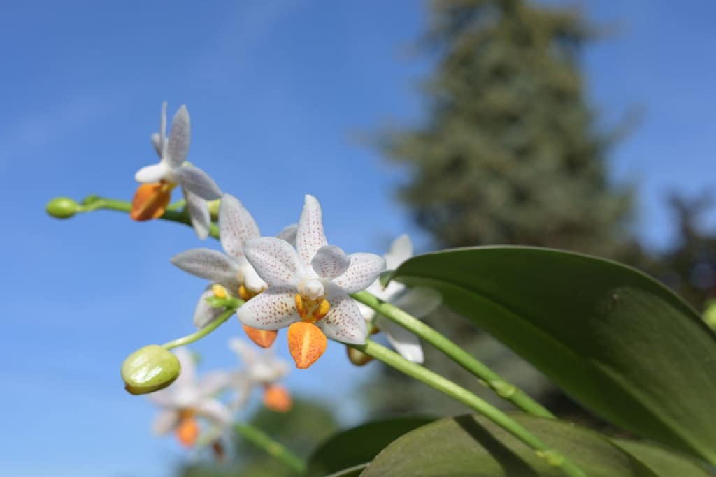 Phalaenopsis Mini Mark 3 BVO_1332