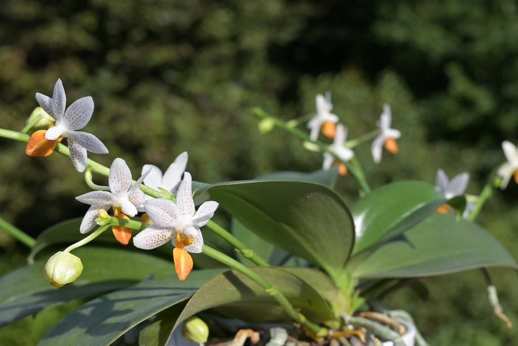 Phalaenopsis Mini Mark 7 BVO_1333