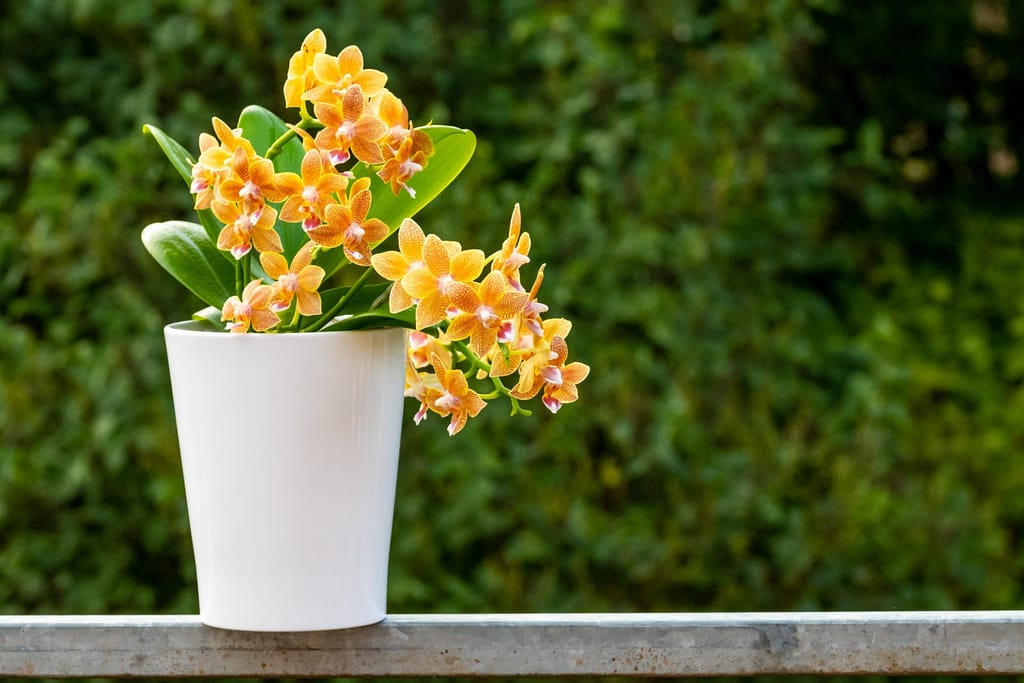 Doritaenopsis Table Masterpiece 3 BVO_2074