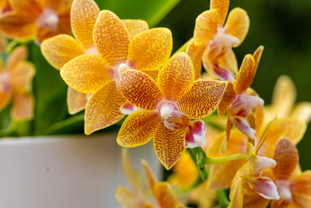 Doritaenopsis Table Masterpiece 4 BVO_2077