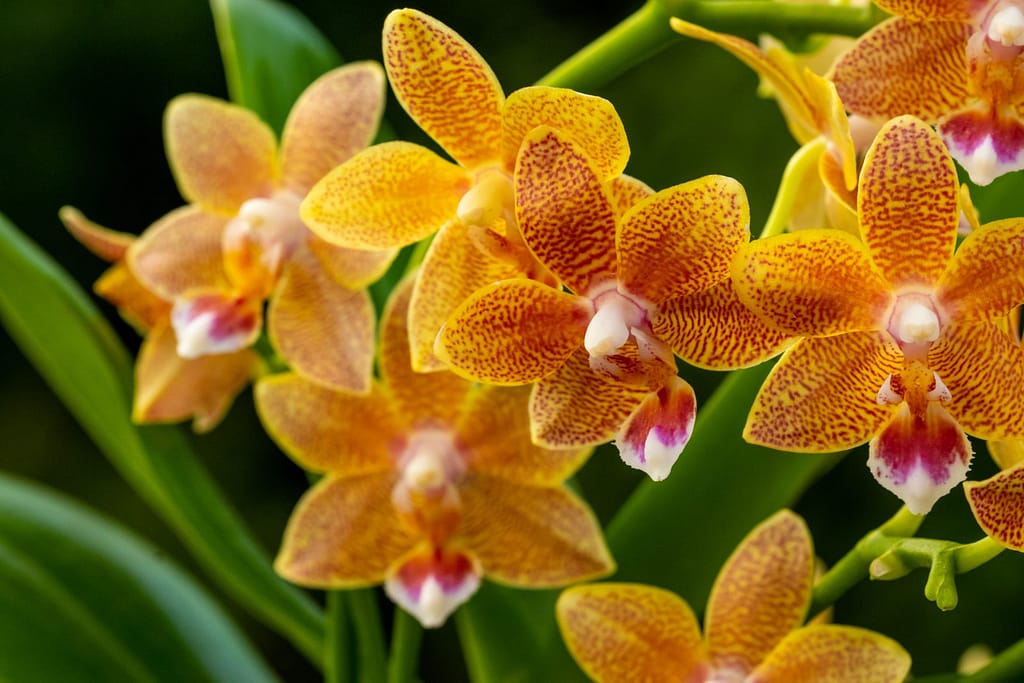 Doritaenopsis Table Masterpiece 2 BVO_2083