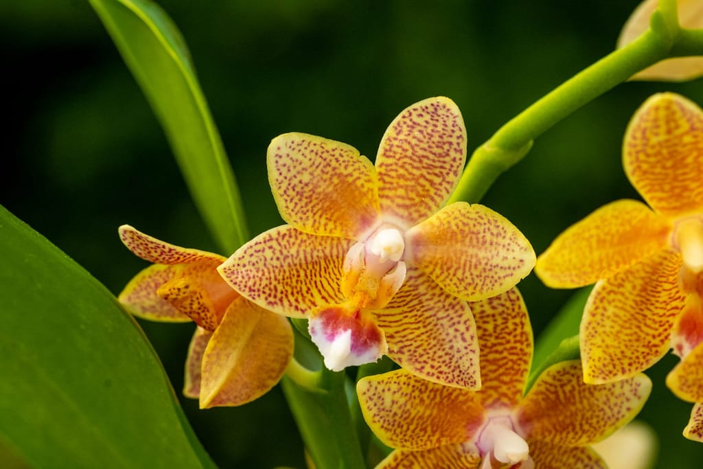 Doritaenopsis Table Masterpiece 5 BVO_2085