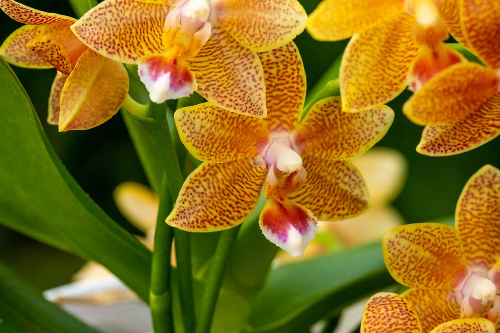 Doritaenopsis Table Masterpiece 6 BVO_2086