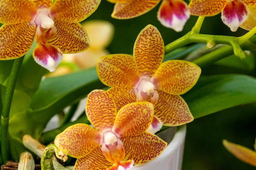 Doritaenopsis Table Masterpiece 7 BVO_2087