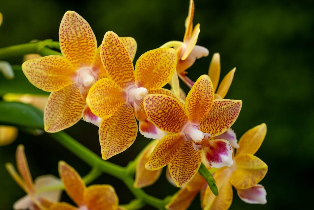 Doritaenopsis Table Masterpiece 8 BVO_2090