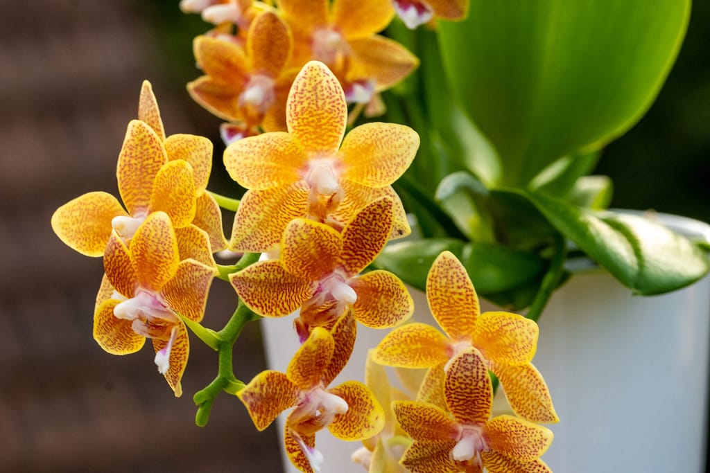 Doritaenopsis Table Masterpiece 9 BVO_2092