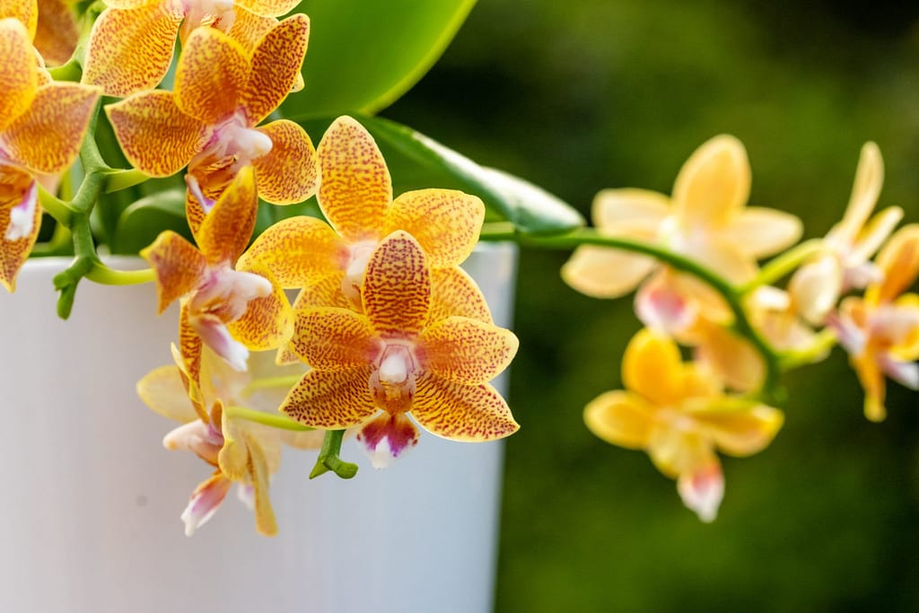 Doritaenopsis Table Masterpiece 10 BVO_2093