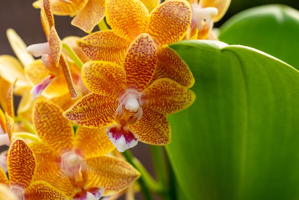 Doritaenopsis Table Masterpiece 11 BVO_2095