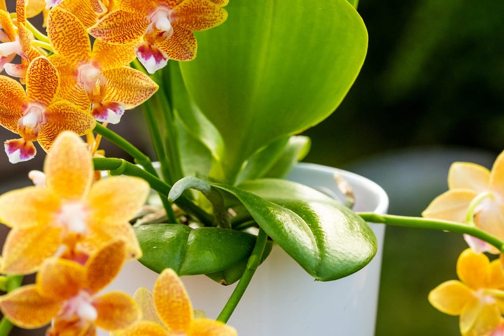 Doritaenopsis Table Masterpiece 12 BVO_2096