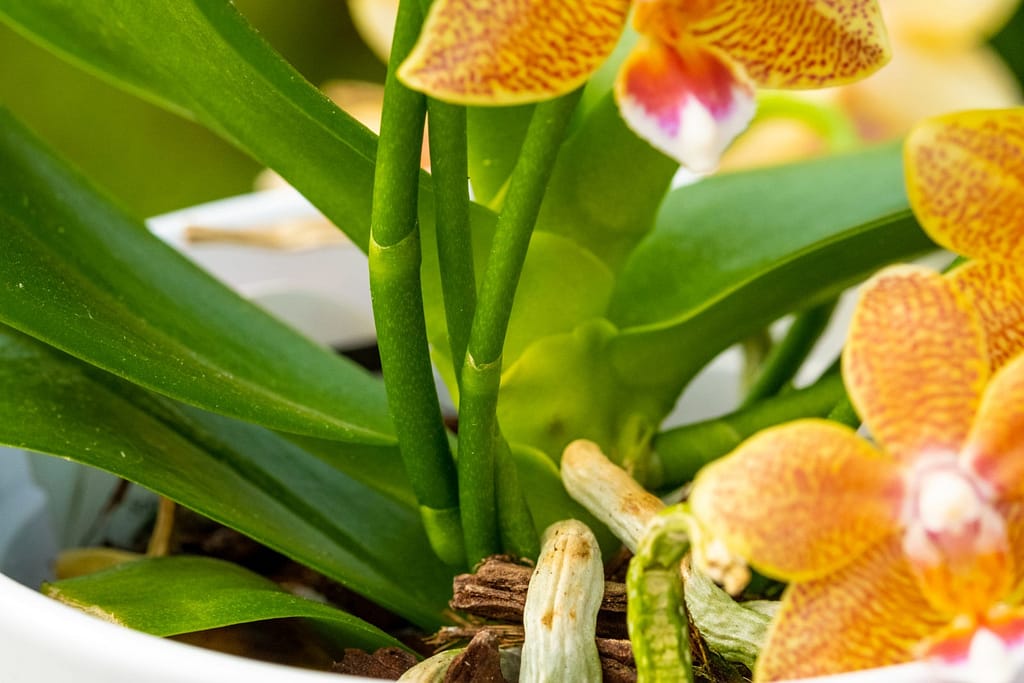 Doritaenopsis Table Masterpiece 13 BVO_2100